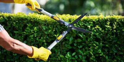 Tree Pruning Services in Oregon City OR