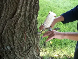 Expert Tree Injection Services in Oregon City OR